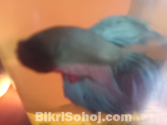 Betta fish (black and purple) color